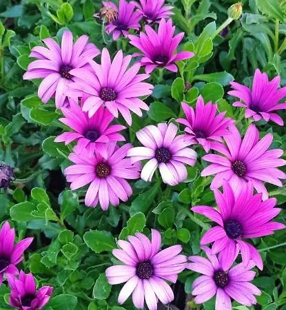 Badde Tale Casa de hóspedes